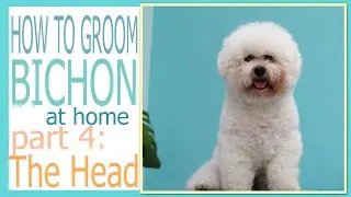 How to groom bichon at home Part 4 : the Head