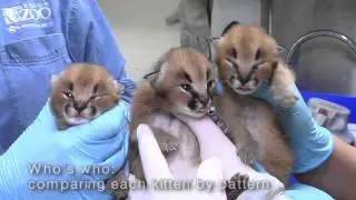 Caracal kittens at the Oregon Zoo