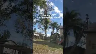 cutter rope puller cameraman 4 story tree drops perfect #treecutting #timber #treefalling #treefall