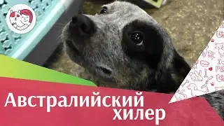 Австралийский хилер на ilikepet. Особенности породы, уход