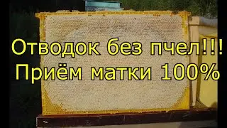 Отводок без пчёл!!! Приём матки 100%!!!