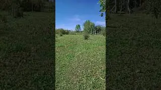 Продолжение сада