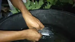 [Doc] Freshwater lobster cultivation trial - Day 1