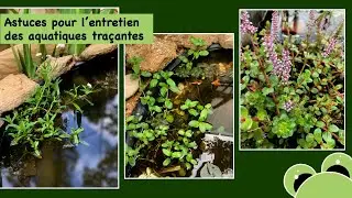 L'entretien des plantes aquatiques traçantes