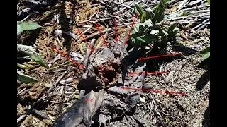 Невероятно, вот что принесло по воде весной из Казахстана