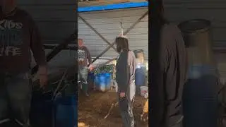 Kasaba gitmek üzere olan ineğe bir şans daha verdiğimiz inekte son durumlar, uzun videomuz yakında