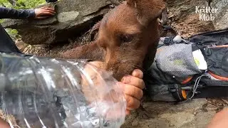 Miraculous Reunion Of Rescued Dog And Guardian (Part 2) l Kritter Klub