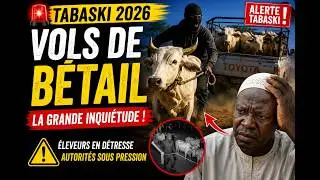 TABASKI 2026:Explosion des vols de bétail au Sénégal !Éleveurs en détresse, autorités sous pression