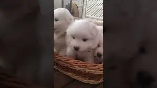 Растем 