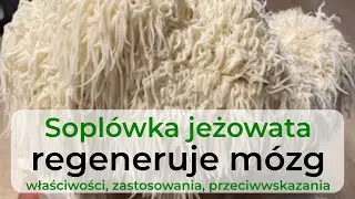 Soplówka jeżowata - regeneruje mózg, zapobiega demencji
