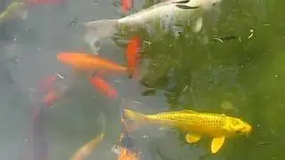Koi Pond at Warm Mineral Springs