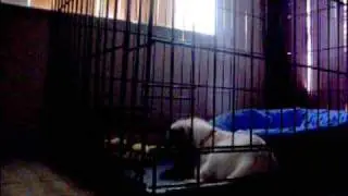 Do you love your puppy