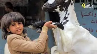 EID UL AZHA 2023 DATE  WHEN WILL BE EID UL ADHA PAKISTAN