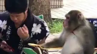 Funny WhatsApp status | monkey funny status|