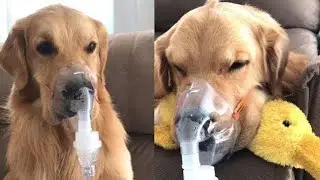 Daily dose - A REALLY SICK DOG 🐕 #dailydoseofinternet