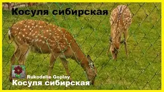 Косуля сибирская Capreólus pygárgus