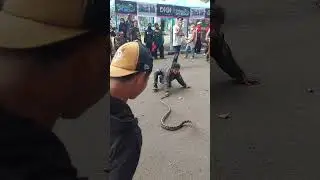 snake show..buat kalian yang bukan ahli, tolong jangan ditiru yah 