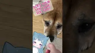 Does Your Dog Love Ice Like My Dog Loves Ice?!  