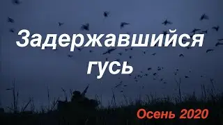 Задержавшийся гусь/Очень много/Охота на гуся осенью