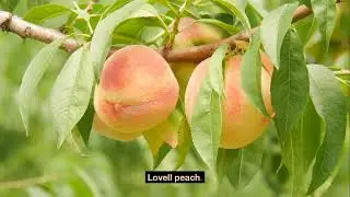 Why You Should Grow Prunus Persica var. Lovell Peach Tree