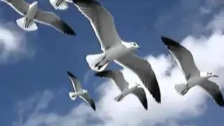 Чайки