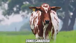 Nelore pintada 🐮🧬