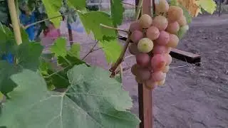 ГФ ВИНОГРАДА ВКУСНЯШКА (Голуб А.А.),ДИКИЙ АНГЕЛ(Приднестровье) на 22.07.2024г.
