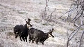 Rut chamois et accouplement 2019 - Vosges