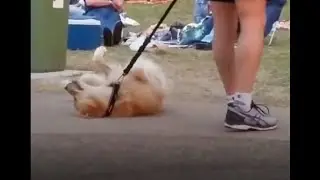Пес ОТКАЗЫВАЕТСЯ Идти Домой, Хозяин В Шоке