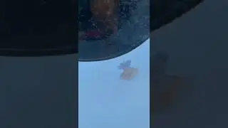 Как едят медузы у меня дома?🥶