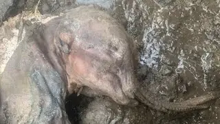 Nun Cho Ga: The Mummy of A 30,000+ Year Old Baby Woolly Mammoth