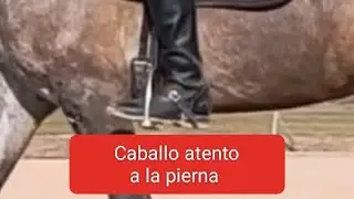 Como hacer para que el caballo responda bien a la pierna