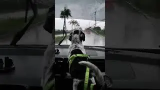Rainy Day Doggie Road Trip