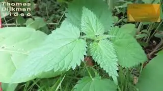 How to pick wild vegetables 1