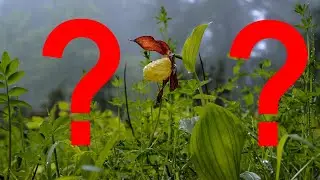 Botanikus Pflanzen-Quiz 1