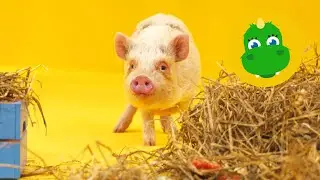 Bolibompa Mini: Bolibompisarna - Grisar, rockringar och såpbubblor