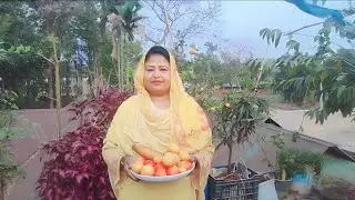 অনেক দিন পর ছাদের বাগানের ভিডিও বানালাম। নিজের হাতের বানানো বাগান থেকে টমেটো ছিরলাম। Rina Begum