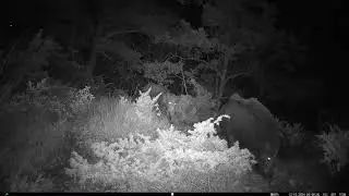 Cinghiali 🐗 - Wild Boar - Sus Scrofa  #fototrappolaggio #wildboar #cinghiale #trailcamera