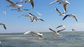 Азовское море Таганрог Март 2021