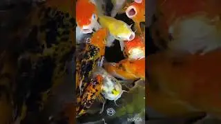 Nature Beauty #nature #animals #fish #colorful