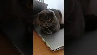65%😡 #catsofyoutube #scottishfold #гумор #смішнівідео #dorofeeva