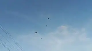 Полёт моих голубей (Ставропольские сороки)