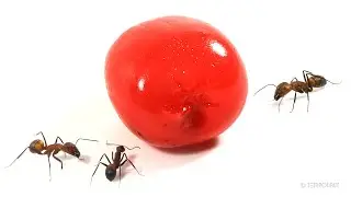Ants vs Cherry Timelapse