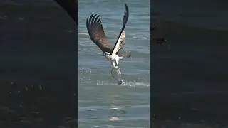 Amazing footage!! Osprey grabs flounder right off the top of the water.