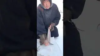 СТРОГАНИНА - северный деликатес из сырой замороженной рыбы