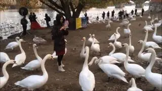Прага,кормешка лебедей на берегу реки Влтава.