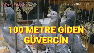 GAME BIRD DECK GOING 100 METERS turkish tumbler pigeons