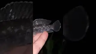 Рыба бычок попался на крючок #fishing  #рыбалка  #бычок  #волга