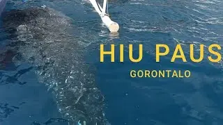 HIU PAUS GORONTALO
