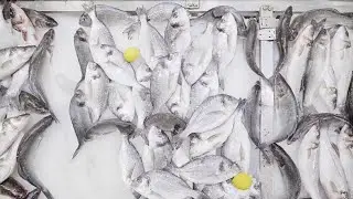 Yerliyse Değerli | Sinop - Balıkçılık